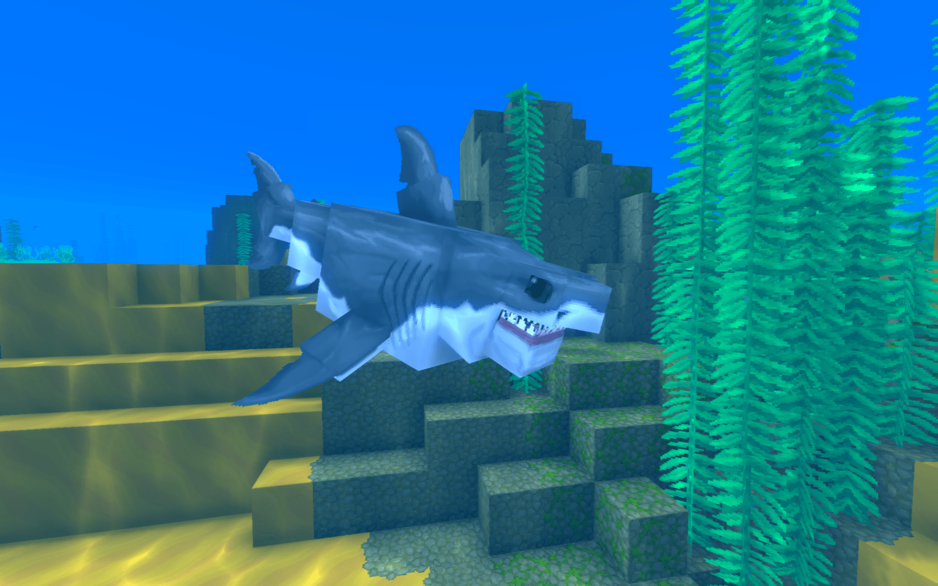 Shark Swimming